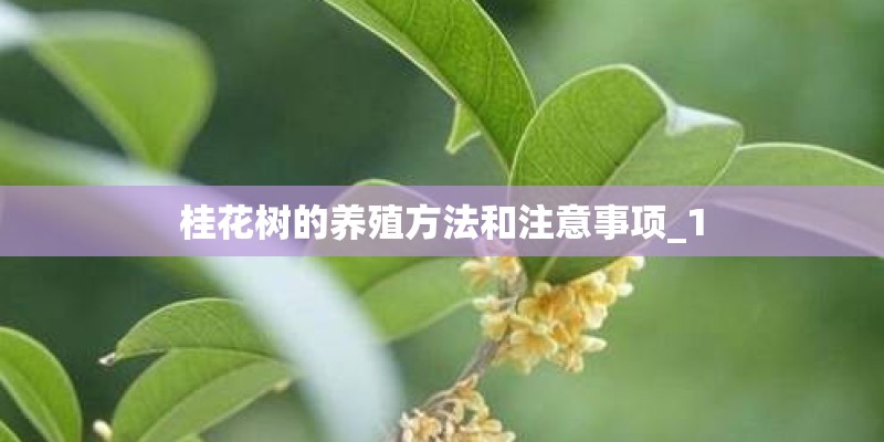 睡莲栽种要土还是水栽好