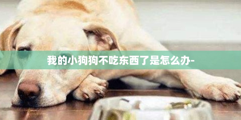 我的小狗狗不吃东西了是怎么办-