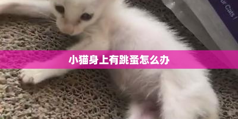 小猫身上有跳蚤怎么办 小猫身上有跳蚤怎么办