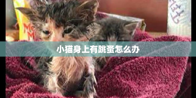 小猫身上有跳蚤怎么办 小猫身上有跳蚤怎么办