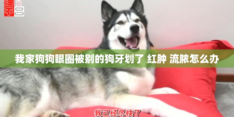 我家狗狗眼圈被别的狗牙划了 红肿 流脓怎么办