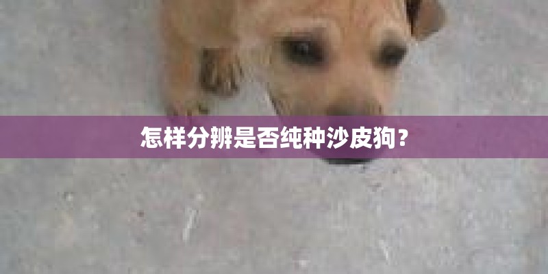 怎样分辨是否纯种沙皮狗? 怎样分辨是否纯种沙皮狗?