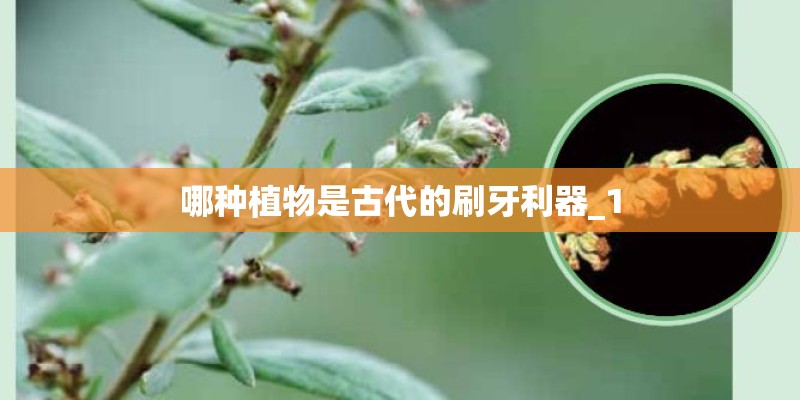 哪种植物是古代的刷牙利器_1 哪种植物是古代的刷牙利器_1