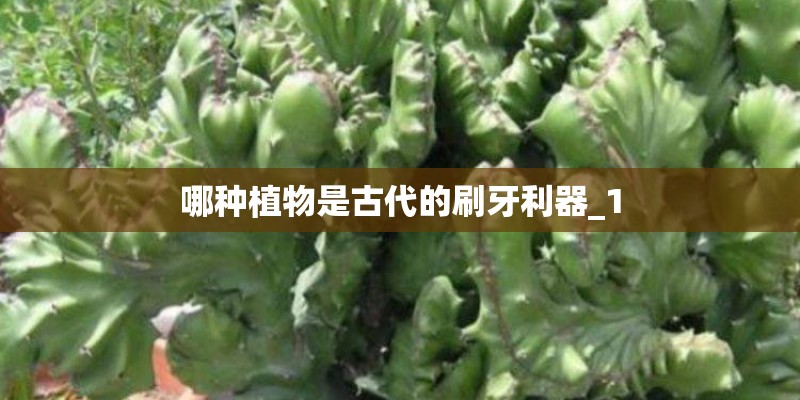 哪种植物是古代的刷牙利器_1 哪种植物是古代的刷牙利器_1