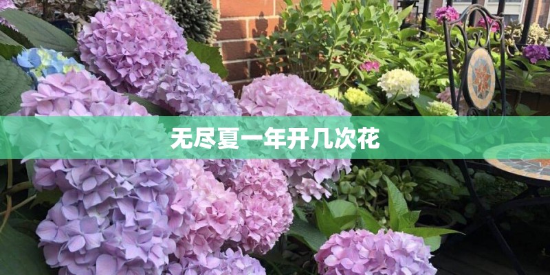 无尽夏一年开几次花