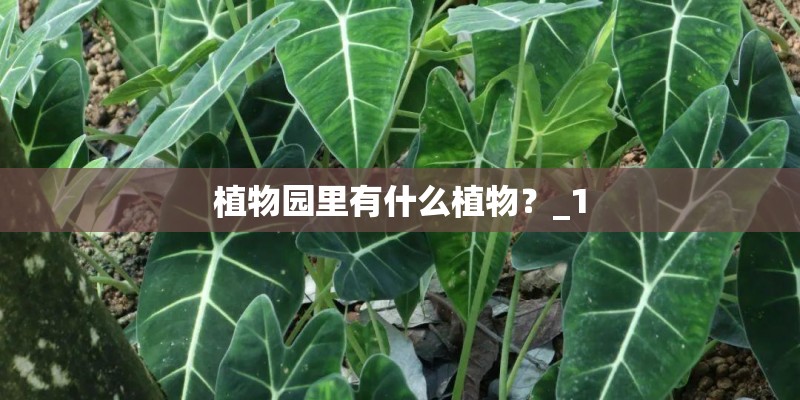 植物园里有什么植物？_1