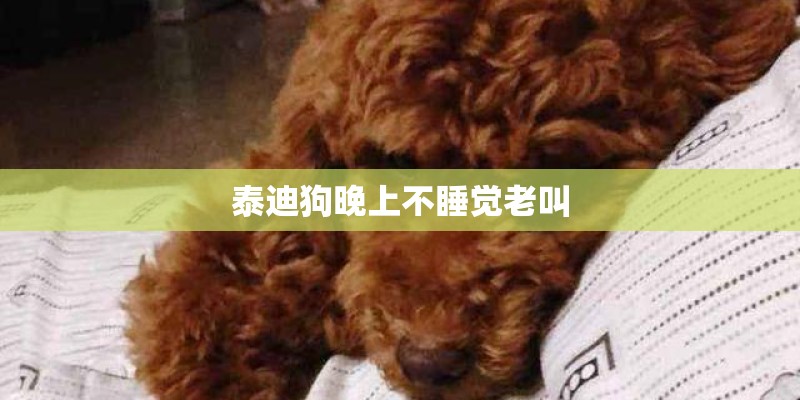 泰迪狗晚上不睡觉老叫 泰迪狗晚上不睡觉老叫