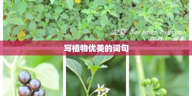 写植物优美的词句