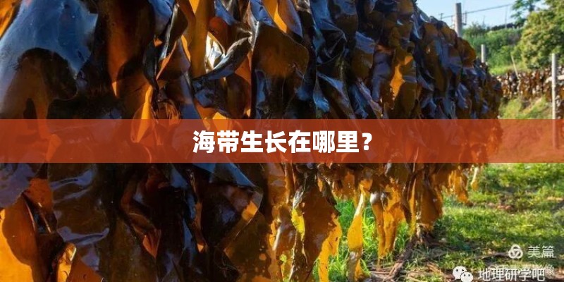 海带生长在哪里? 海带生长在哪里?