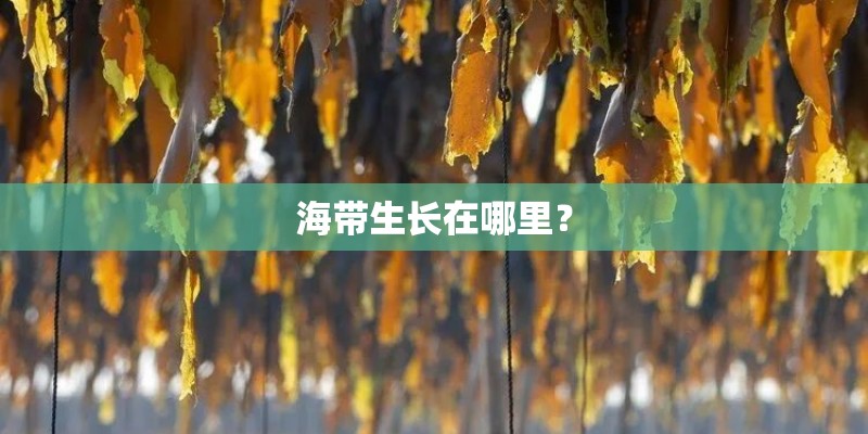 海带生长在哪里? 海带生长在哪里?