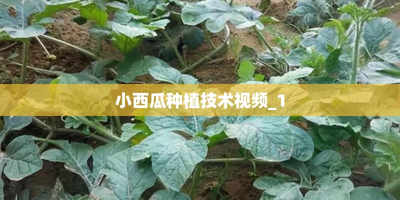 小西瓜种植技术视频_1