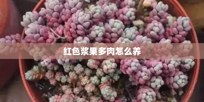 红色浆果多肉怎么养