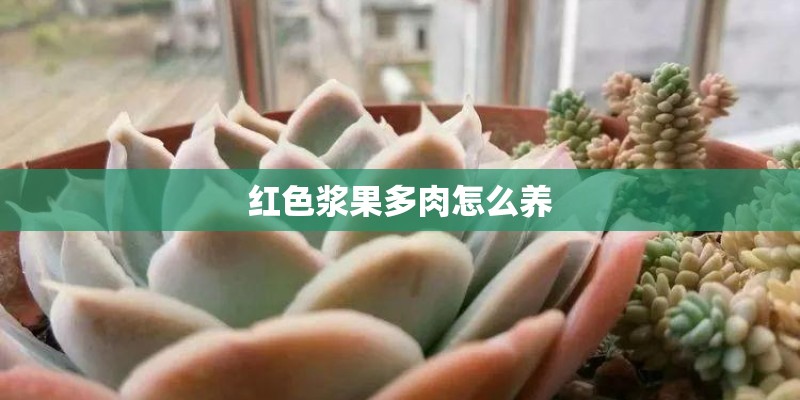 红色浆果多肉怎么养