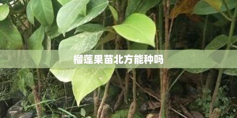 榴莲果苗北方能种吗 榴莲果苗北方能种吗