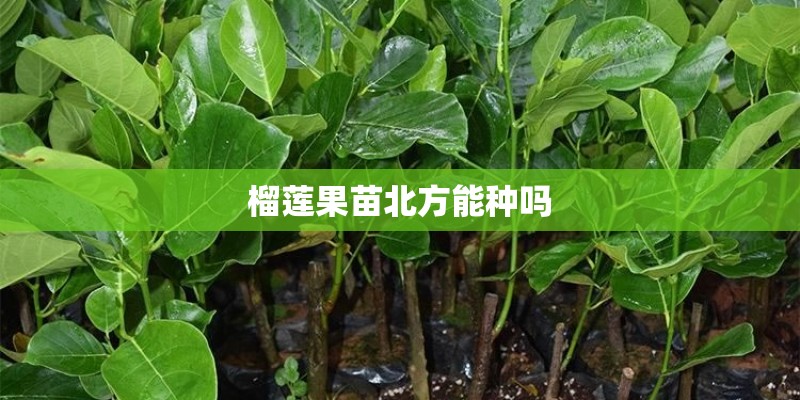 榴莲果苗北方能种吗 榴莲果苗北方能种吗
