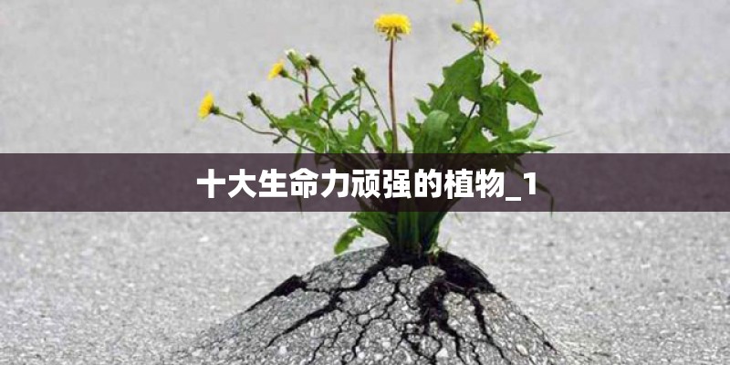 十大生命力顽强的植物_1 十大生命力顽强的植物_1