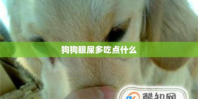 狗狗眼屎多吃点什么