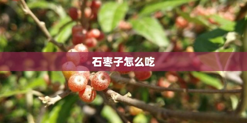 石枣子怎么吃