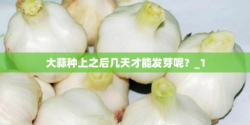 大蒜种上之后几天才能发芽呢？_1