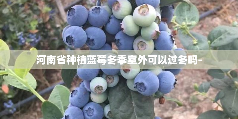 河南省种植蓝莓冬季室外可以过冬吗- 河南省种植蓝莓冬季室外可以过冬吗-