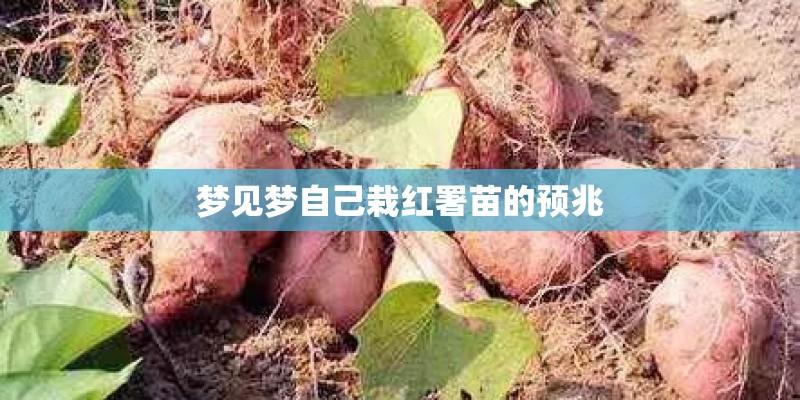 梦见梦自己栽红署苗的预兆 梦见梦自己栽红署苗的预兆