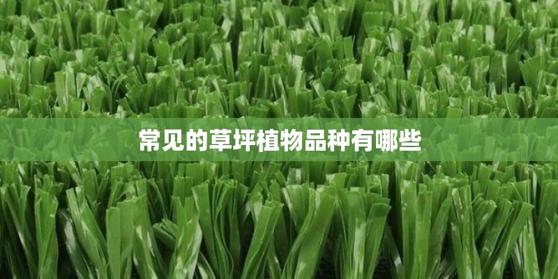 常见的草坪植物品种有哪些 常见的草坪植物品种有哪些
