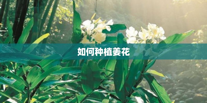 如何种植姜花