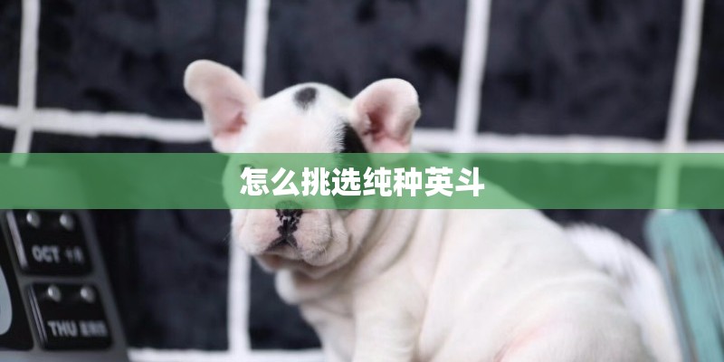 怎么挑选纯种英斗 怎么挑选纯种英斗