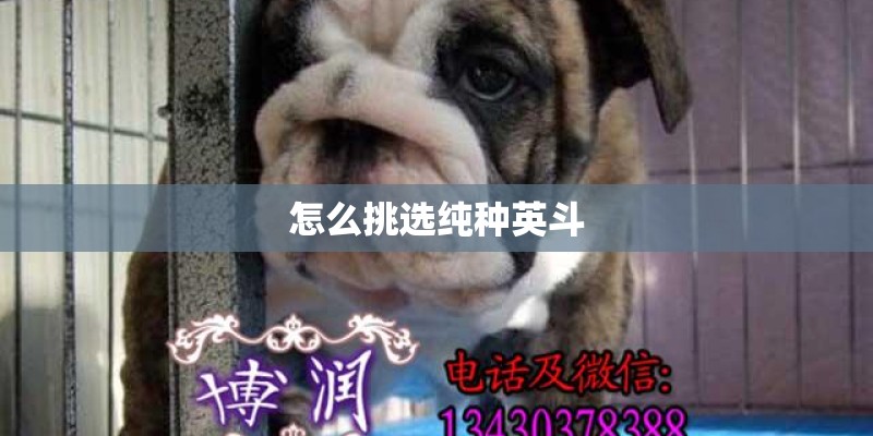 怎么挑选纯种英斗 怎么挑选纯种英斗