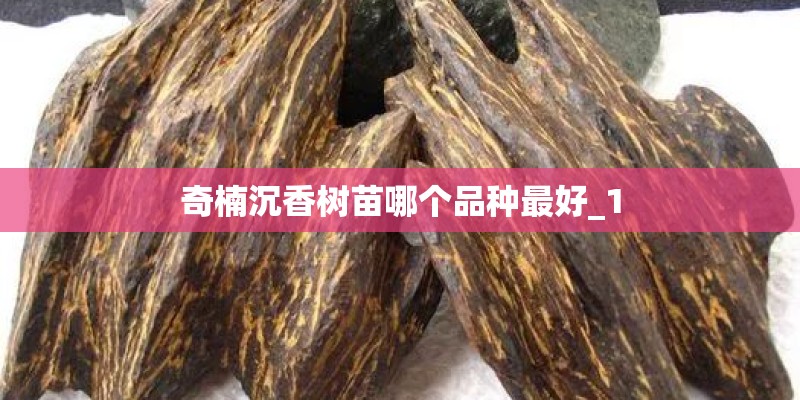 奇楠沉香树苗哪个品种最好_1 奇楠沉香树苗哪个品种最好_1