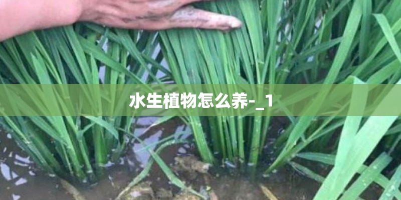 水生植物怎么养-_1 水生植物怎么养-_1
