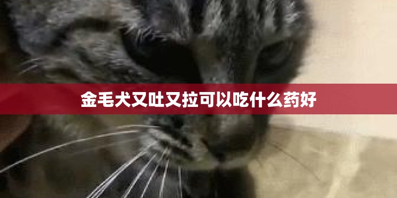 金毛犬又吐又拉可以吃什么药好