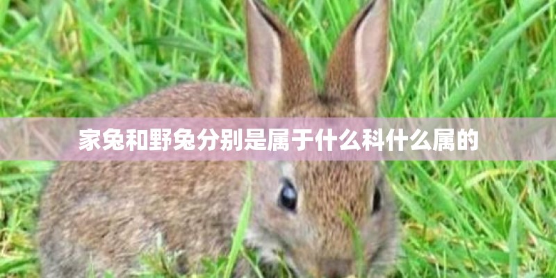 家兔和野兔分别是属于什么科什么属的 家兔和野兔分别是属于什么科什么属的