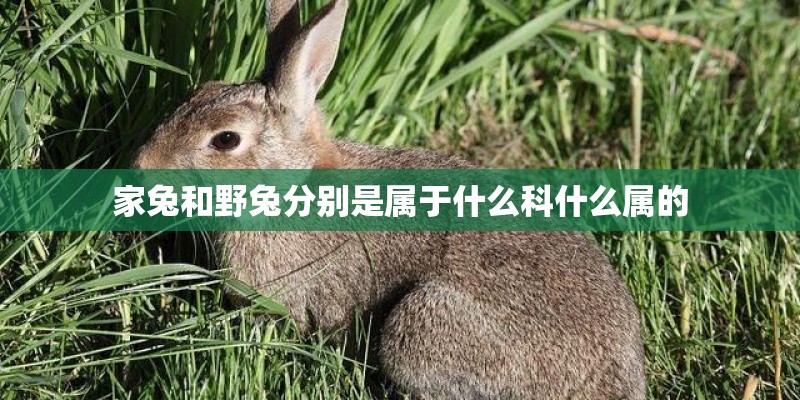 家兔和野兔分别是属于什么科什么属的 家兔和野兔分别是属于什么科什么属的