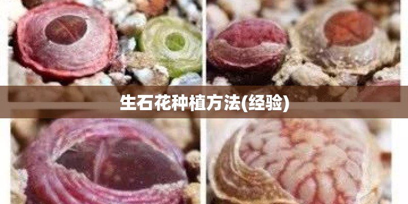 生石花种植方法(经验)