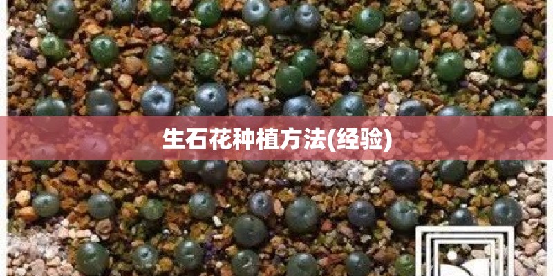 生石花种植方法(经验) 生石花种植方法(经验)
