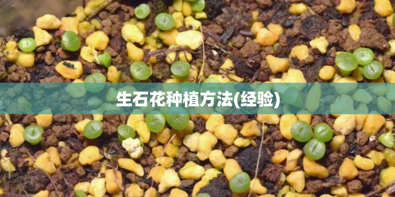 生石花种植方法(经验) 生石花种植方法(经验)