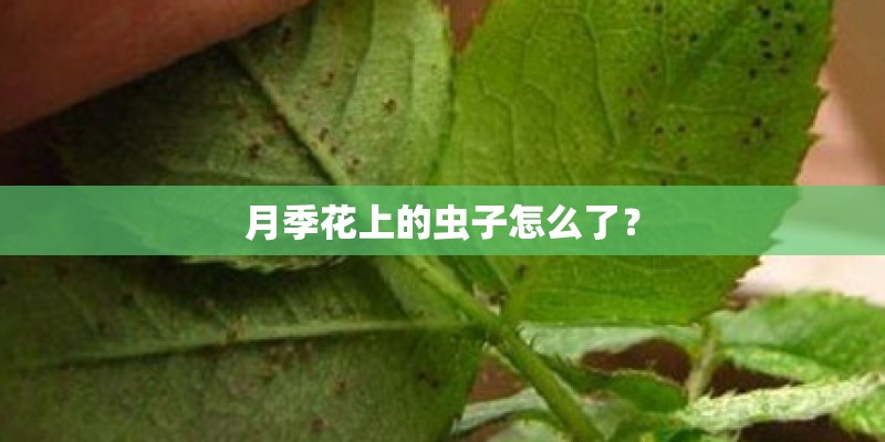 月季花上的虫子怎么了？