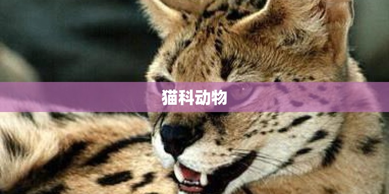 猫科动物