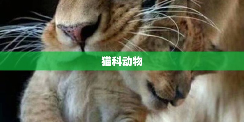 猫科动物 猫科动物