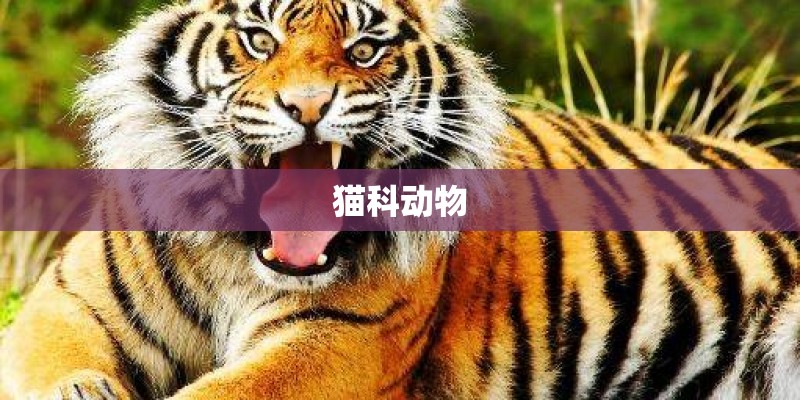 猫科动物 猫科动物