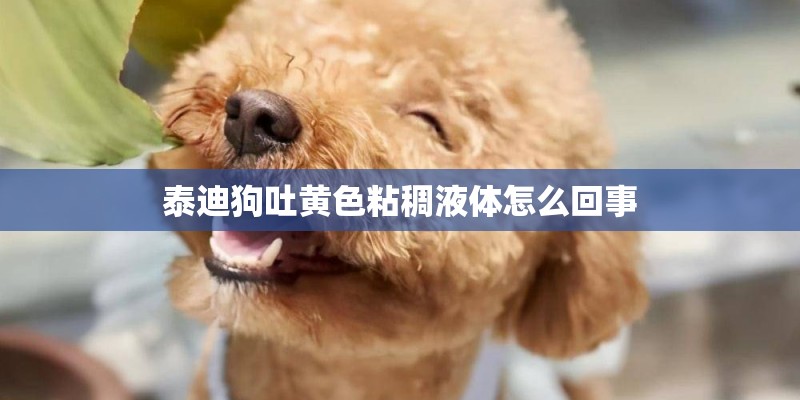 泰迪狗吐黄色粘稠液体怎么回事