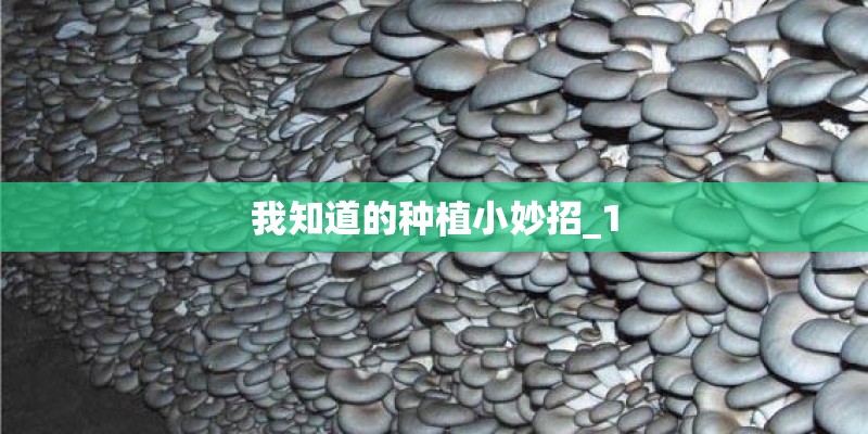我知道的种植小妙招_1