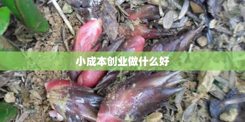 小成本创业做什么好