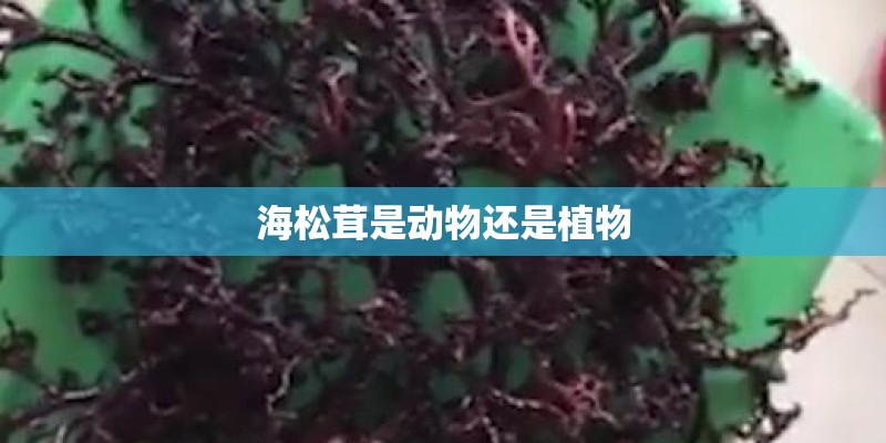 海松茸是动物还是植物