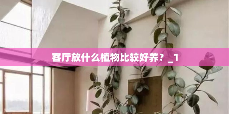 客厅放什么植物比较好养？_1