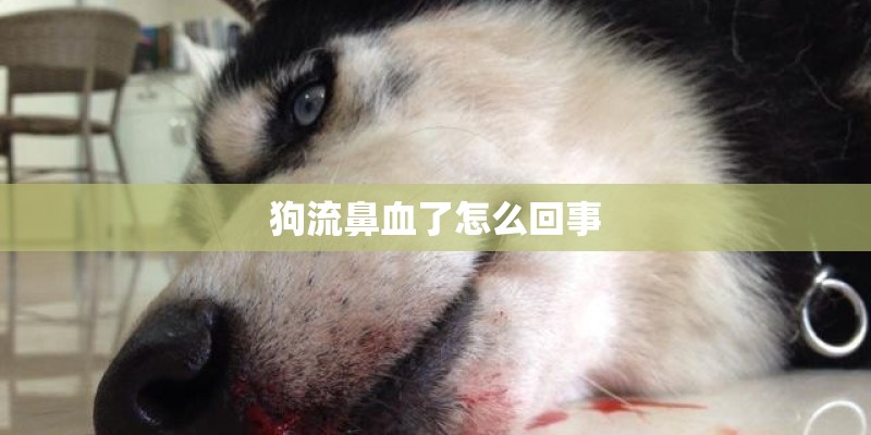 绕线式电机的特点用途 绕线式电机的特点用途