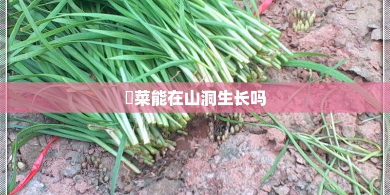 韮菜能在山洞生长吗