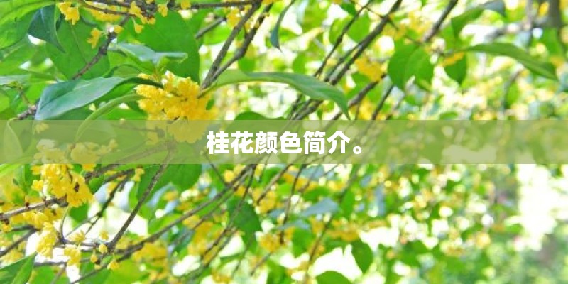 桂花颜色简介。