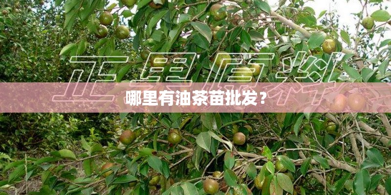哪里有油茶苗批发？